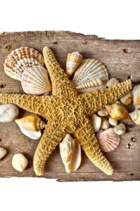 Starfish and seashells on driftwood